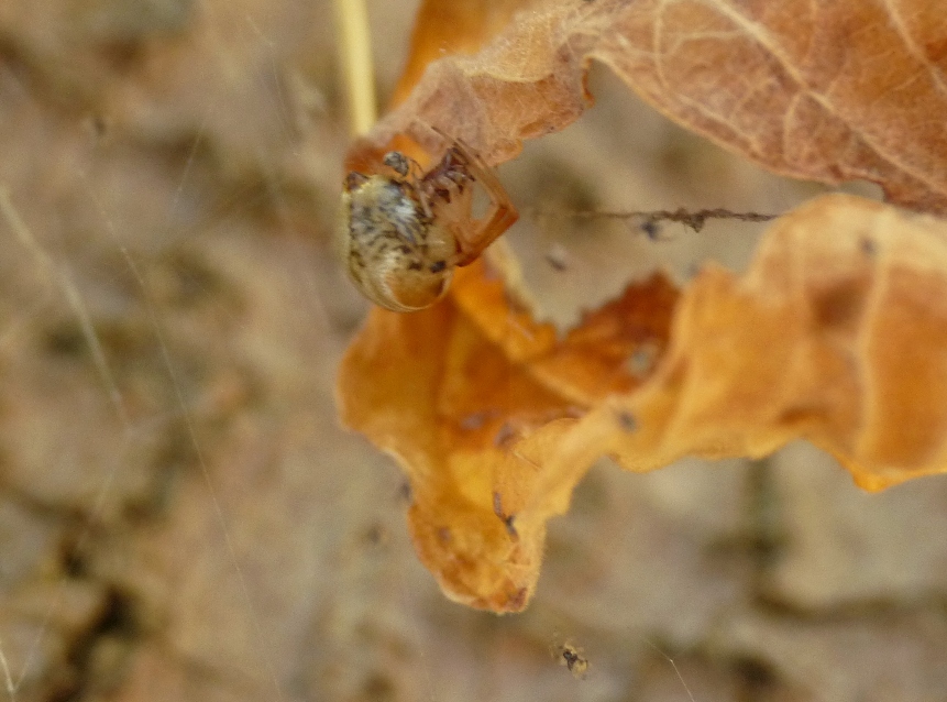 Parasteatoda sp.